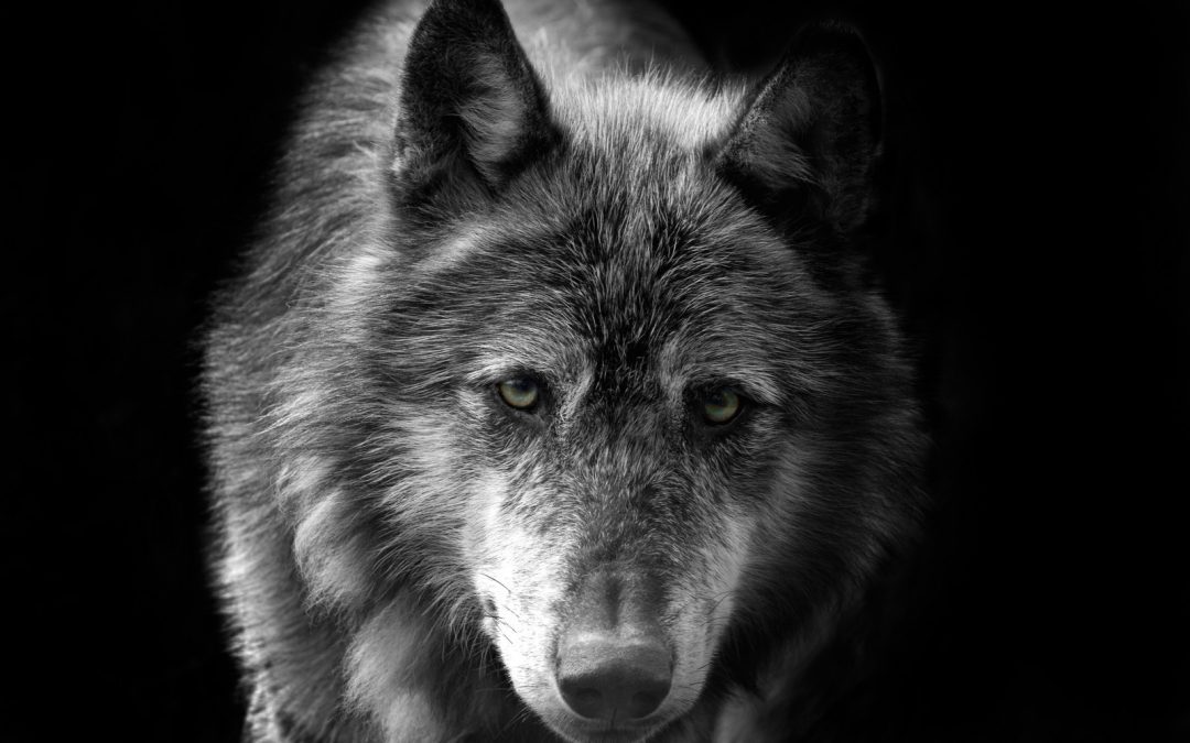 canstockphoto0783788 WOLF