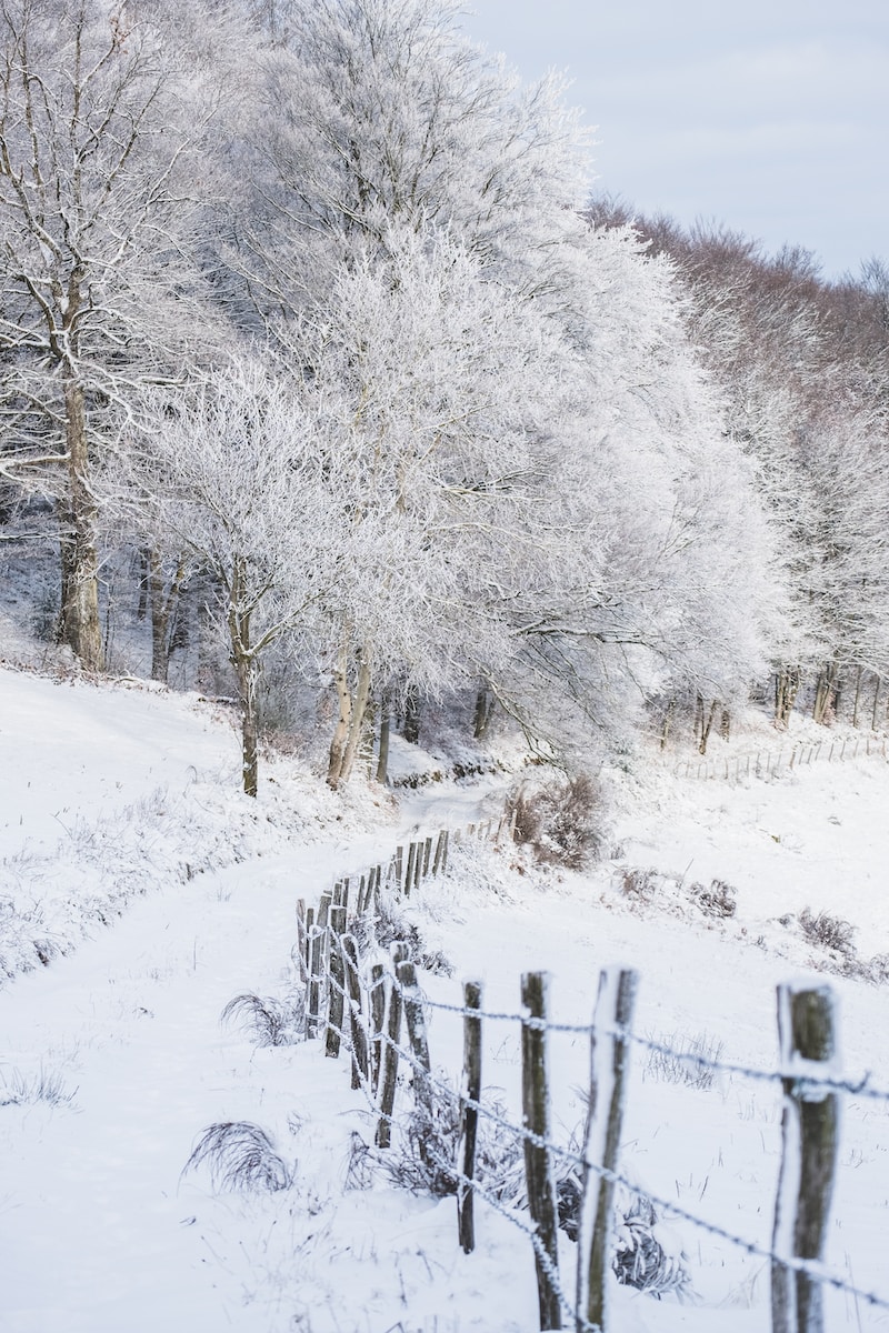 tree covered in snow